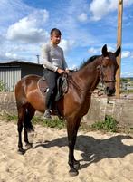 Zeer mooie Spaanse ruin, Dieren en Toebehoren, Paarden, Gechipt, Ruin, M, 11 jaar of ouder