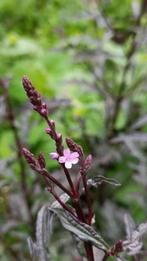Verbena bampton , gesnoeide stengel, Volle zon, Vaste plant, Zomer, Ophalen