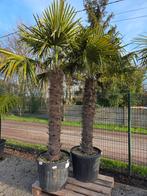 Winterharde palmbomen Trachycarpus Fortunei, Tuin en Terras, Planten | Bomen, Ophalen