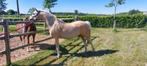 Welsh merrie te koop, Dieren en Toebehoren, Pony's, Merrie, Niet van toepassing, C pony (1.27m tot 1.37m), 11 jaar of ouder