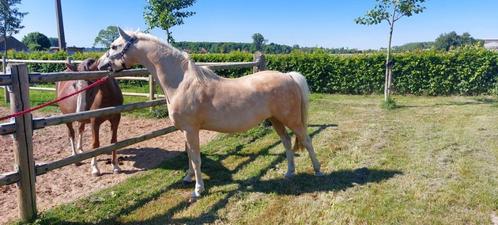 Welsh merrie te koop, Dieren en Toebehoren, Pony's, Merrie, Niet van toepassing, C pony (1.27m tot 1.37m), Recreatiepony, 11 jaar of ouder