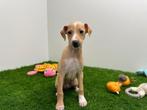 Italiaanse windhondjes pups