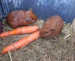 Cavia, Dieren en Toebehoren, Mannelijk, Cavia, Tam