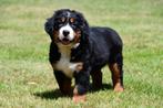 Berner Sennen pups te koop - Beide ouders aanwezig, Dieren en Toebehoren, Honden | Bulldogs, Pinschers en Molossers, België, CDV (hondenziekte)