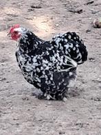 Cochin krielhen, Dieren en Toebehoren, Pluimvee, Vrouwelijk, Kip