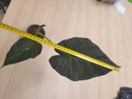 plante interieur, Groene kamerplant, Ophalen, Overige soorten, Minder dan 100 cm