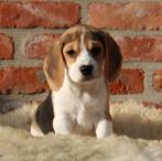 Beagle pups, Dieren en Toebehoren, België, Beagle, CDV (hondenziekte), 8 tot 15 weken