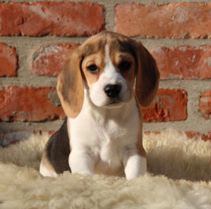 Beagle pups, Dieren en Toebehoren, Honden | Beagles, Bassets en Lopende honden, Meerdere dieren, Beagle, Fokker | Professioneel
