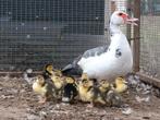 Barberie eend muskuseend met 9 kuikens, Dieren en Toebehoren, Pluimvee, Eend
