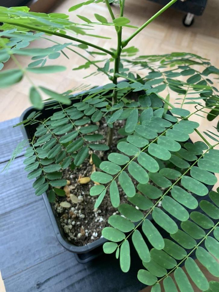 ‘De Flamboyante Vlamboom’ – ‘Delonix Regia’., Tuin en Terras, Planten | Bomen, In pot, Ophalen