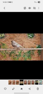 Couple bouvreuil rouge double pastel porteur brun pastel +fe, Animaux & Accessoires, Plusieurs animaux