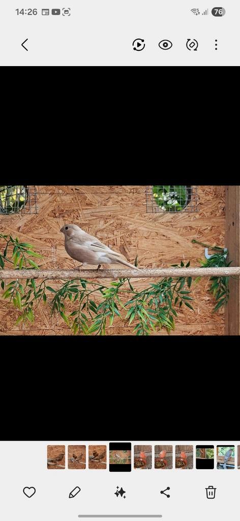 Couple bouvreuil rouge double pastel porteur brun pastel +fe, Dieren en Toebehoren, Vogels | Kanaries, Meerdere dieren