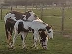 Merrie met veulens, Dieren en Toebehoren, Paarden, Merrie