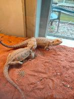 Koppel baardagamen, Animaux & Accessoires, Reptiles & Amphibiens