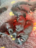 Duitse herder pups, België, CDV (hondenziekte), 8 tot 15 weken, Meerdere