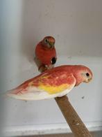 Koppel Roze Bourks, Plusieurs animaux, Perruche, Bagué