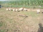 Schapen te koop