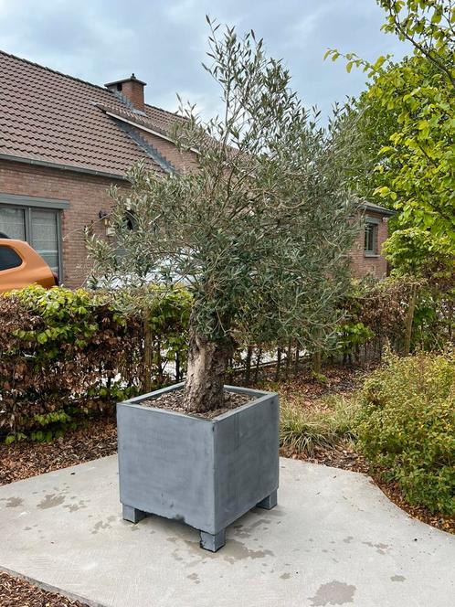 olijfboom 75/80 oude stam in sierpot op poten, Tuin en Terras, Planten | Bomen, Olijfboom, Ophalen