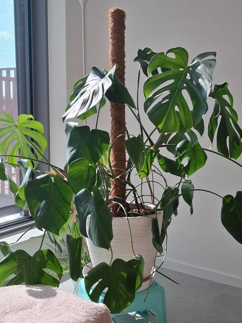 XL Monstera Deliciosa in pot, Huis en Inrichting, Kamerplanten, In pot, Ophalen