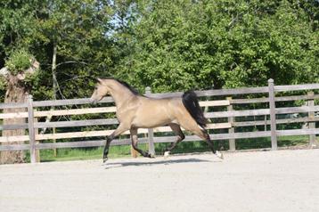 Exclusieve 2-jarige D dressuur pony, Dieren en Toebehoren, Merrie, Gechipt, Dressuurpony, 0 tot 2 jaar