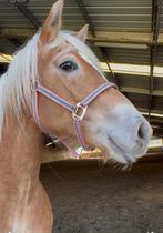 Halve stal gezocht, Dieren en Toebehoren, Paarden, Merrie, Minder dan 160 cm, Niet van toepassing, 11 jaar of ouder