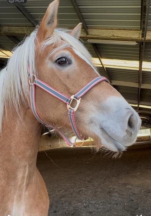 Halve stal gezocht, Dieren en Toebehoren, Paarden, Merrie, Niet van toepassing, Minder dan 160 cm, 11 jaar of ouder, Recreatiepaard