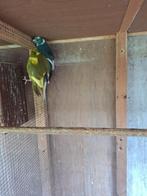Kakariki's, Meerdere dieren, Parkiet, Geringd