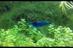 Blue Dream Neocaridina Garnalen * Oudenburg