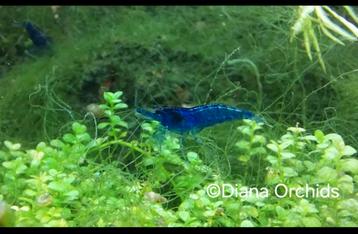 Blue Dream Neocaridina Garnalen * Oudenburg beschikbaar voor biedingen