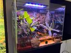 Palludarium, Dieren en Toebehoren, Ophalen, Zo goed als nieuw, Terrarium of Paludarium