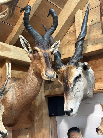 Oude jachttrofee curiosa taxidermie opgezette, Enlèvement ou Envoi