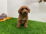 Cavapoo pups
