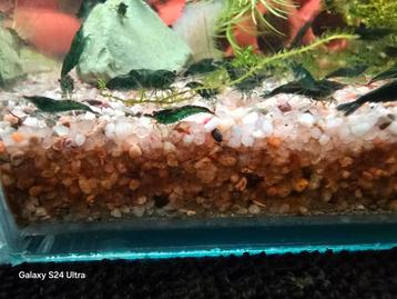 Neocaridina Davidii - Green Jade.  Locatie Heerlen NL  beschikbaar voor biedingen