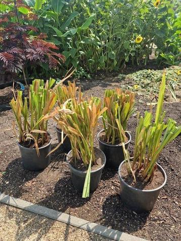 Crocosmia lucifer  5€ per pot beschikbaar voor biedingen