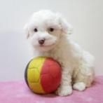Maltezer - puppy's te koop (Belgisch), Dieren en Toebehoren, Honden | Chihuahua's en Gezelschapshonden, België, Maltezer, Handelaar