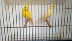Kanaries van kweek 2025,geringd en gevaccineerd,zuiver geel., Dieren en Toebehoren