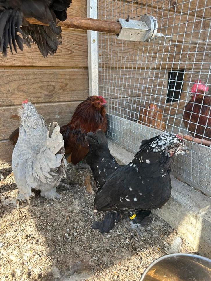 3 ukkelse baardkrielhennen, Dieren en Toebehoren, Pluimvee, Kip, Vrouwelijk