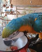 Je recherche des oiseaux à donner contre bons soins, Animaux & Accessoires, Oiseaux | Perruches & Perroquets