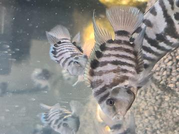 Zebra chichliden 10 stuks beschikbaar voor biedingen
