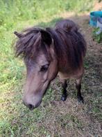 Poney shetland, Dieren en Toebehoren, Pony's