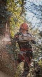 Rooien van bomen met uithalen wortels of niet, Ophalen