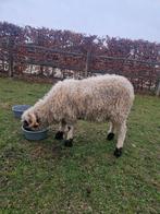 Walliser ooi, Dieren en Toebehoren