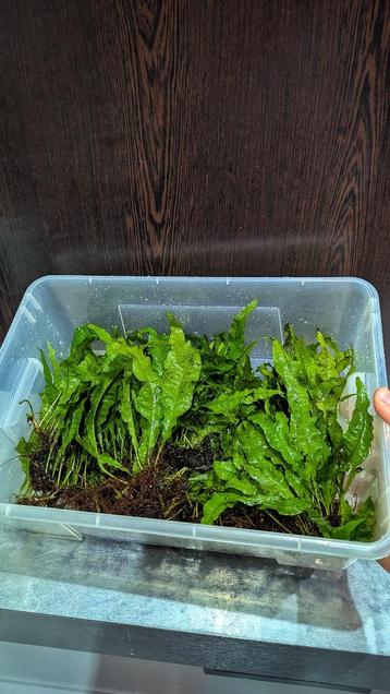 Javavaren - watervorkje - riccia fluitans - aquariumplanten  beschikbaar voor biedingen