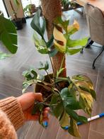 Rhaphidophora tetra variegata, Autres espèces, Moins de 100 cm, Enlèvement, Plante verte