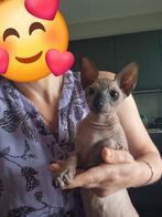 Sphynx meisje, Dieren en Toebehoren, 0 tot 2 jaar