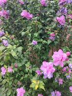 Zeer grote hibiscus met zeer veel paarse bloemen, Ophalen