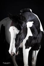 Allround brave merrie incl materiaal, Dieren en Toebehoren, Paarden, Merrie, Gechipt, 3 tot 6 jaar, L