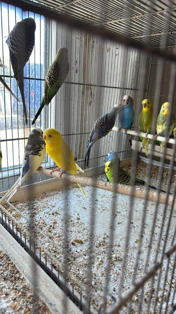 Grasparkieten Mooie Kleuren - Ook toebehoren en Voeding, Dieren en Toebehoren, Vogels | Parkieten en Papegaaien