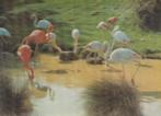 FLAMINGO'S    Speciaal effect !!, Verzamelen, Verzenden, Ongelopen, Vogel