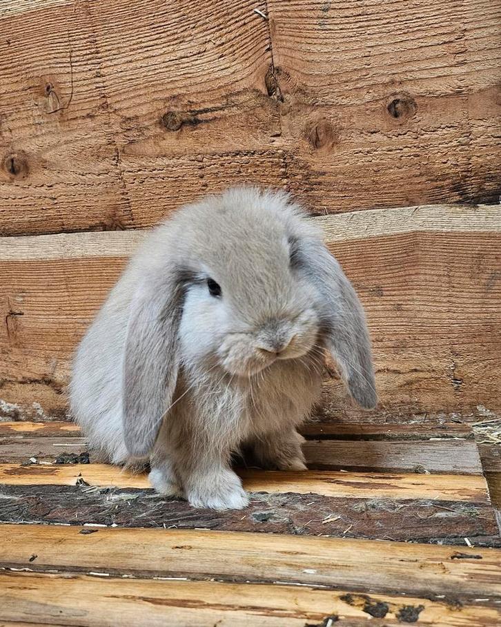 Franse hangoor ram geënt!, Dieren en Toebehoren, Konijnen